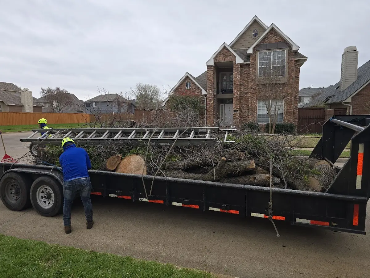 Expert Tree Removal with proper safety equipment in Starkweather